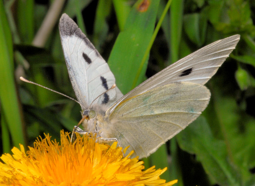 Pieris rapae show e sirfidi svolazzanti